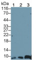 Western Blot; Sample: Recombinant protein.