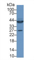 Western Blot; Sample: Rat Heart lysate; Primary Ab: 1µg/ml Rabbit Anti-Human CTGF Antibody Second Ab: 0.2µg/mL HRP-Linked Caprine Anti-Rabbit IgG Polyclonal Antibody