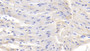 DAB staining on IHC-P; Samples: Bovine Cardiac Muscle Tissue;  Primary Ab: 20μg/ml Rabbit Anti-Bovine CTGF Antibody Second Ab: 2µg/mL HRP-Linked Caprine Anti-Rabbit IgG Polyclonal Antibody 