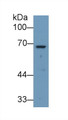 Western Blot; Sample: Human Liver lysate; Primary Ab: 1µg/ml Rabbit Anti-Human ANGPT2 Antibody Second Ab: 0.2µg/mL HRP-Linked Caprine Anti-Rabbit IgG Polyclonal Antibody 