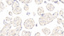 DAB staining on IHC-P; Samples: Human Placenta Tissue;  Primary Ab: 20μg/ml Rabbit Anti-Human ANGPT2 Antibody Second Ab: 2µg/mL HRP-Linked Caprine Anti-Rabbit IgG Polyclonal Antibody 