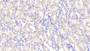 DAB staining on IHC-P. Samples: Rat Tissue)