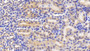 DAB staining on IHC-P; Samples: Mouse Kidney Tissue; Primary Ab: 30µg/ml Rabbit Anti-Mouse ACE Antibody Second Ab: 2µg/mL HRP-Linked Caprine Anti-Rabbit IgG Polyclonal Antibody