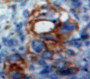 Used in DAB staining on fromalin fixed paraffin-embedded Ovary tissue