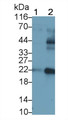Casein Kappa (CSN3) Polyclonal Antibody, CAU29057