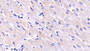 DAB staining on IHC-P; Samples: Bovine Cardiac Muscle Tissue; Primary Ab: 20μg/ml Rabbit Anti-Bovine CSN3 Antibody Second Ab: 2µg/mL HRP-Linked Caprine Anti-Rabbit IgG Polyclonal Antibody