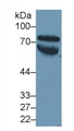 Western Blot; Sample: Human Serum; ; Primary Ab: 1µg/ml Rabbit Anti-Human VTN Antibody; Second Ab: 0.2µg/mL HRP-Linked Caprine Anti-Rabbit IgG Polyclonal Antibody;