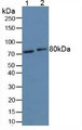 Western Blot; Sample. Lane1: Human Hela Cells; Lane2: Mouse Liver Tissue.