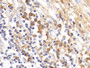 DAB staining on IHC-P; Samples: Human Tonsil Tissue;  Primary Ab: 10ug/ml Rabbit Anti-Human IgG4 Ant