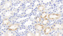 DAB staining on IHC-P; Samples: Rabbit Kidney Tissue;  Primary Ab: 20μg/ml Cavia Anti-Rabbit IFNg Antibody Second Ab: 2µg/mL HRP-Linked Rabbit Anti-Cavia IgG Polyclonal Antibody 