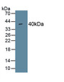 Procollagen I N-Terminal Propeptide (PINP) Polyclonal Antibody, CAU29094