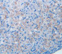 Figure. DAB staining on IHC-P; Samples: Mouse Ovary Tissue.
