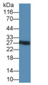 Western Blot; Sample: Recombinant protein.