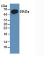 Western Blot; Sample: Recombinant ERb, Rat.