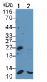 Western Blot; Sample: Lane1: 293T cell lysate; Lane2: Raji cell lysate; Primary Ab: 0.2μg/ml Rabbit Anti-Human Bax Antibody; Second Ab: 0.2µg/mL HRP-Linked Caprine Anti-Rabbit IgG Polyclonal Antibody;