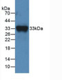 Western Blot; Sample: Recombinant F11, Mouse.