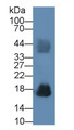 Ribonuclease A2 (RNASE2) Polyclonal Antibody, CAU29132