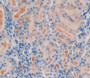 Figure. DAB staining on IHC-P; Samples：Human Kidney Tissue.