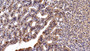 DAB staining on IHC-P; Sample: Human Adrenal gland Tissue; Primary Ab: 20ug/ml Mouse Anti-Human ALCAM Antibody Second Ab: 2µg/mL HRP-Linked Caprine Anti-Mouse IgG Polyclonal Antibody