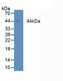 Western Blot; Sample: Human MCF7 cells.