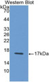 Western Blot; Sample: Recombinant protein.