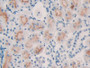 DAB staining on IHC-P; Samples: Rat Spleen Tissue;  Primary Ab: 40µg/ml Mouse Anti-Rat IL10 Antibody