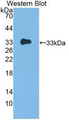 Western Blot; Sample: Recombinant IL12A, Human.