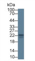 Western Blot; Sample: Bovine Thymus lysate; Primary Ab: 3µg/ml Mouse Anti-Bovine IL18 Antibody Second Ab: 0.2µg/mL HRP-Linked Caprine Anti-Mouse IgG Polyclonal Antibody