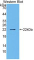 Western Blot; Sample: Recombinant IL18, Bovine.