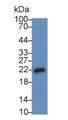 Western Blot; Sample: Lane1: HepG2 cell lysate; Primary Ab: 2µg/ml Mouse Anti-Human IL18 Antibody; Second Ab: 0.2µg/mL HRP-Linked Caprine Anti-Mouse IgG Polyclonal Antibody;