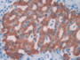 DAB staining on IHC-P; Samples: Rat Pancreas Tissue; Primary Ab: 40µg/ml Mouse Anti-Rat IL1a Antibody Second Ab: 2µg/mL HRP-Linked Caprine Anti-Mouse IgG Polyclonal Antibody