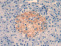 DAB staining on IHC-P; Samples: Human Pancreas Tissue;  Primary Ab: 30µg/ml Mouse Anti-Human IL4 Ant