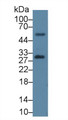 Western Blot; Sample: Mouse Spleen lysate; Primary Ab: 5µg/ml Mouse Anti-Rabbit IL6 Antibody Second Ab: 0.2µg/mL HRP-Linked Caprine Anti-Mouse IgG Polyclonal Antibody