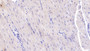 DAB staining on IHC-P; Samples: Rabbit Cardiac Muscle Tissue;  Primary Ab: 40µg/ml Mouse Anti-Rabbit IL6 Antibody Second Ab: 2µg/mL HRP-Linked Caprine Anti-Mouse IgG Polyclonal Antibody 