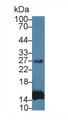 Western Blot; Sample: Human Leukocyte lysate; Primary Ab: 1400 Mouse Anti-Simian IL6 Antibody Second Ab: 0.2µg/mL HRP-Linked Caprine Anti-Mouse IgG Polyclonal Antibody
