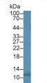 Western Blot; Sample: Human Leukocyte lysate; ; Primary Ab: 4µg/ml Mouse Anti-Canine IL8 Antibody; Second Ab: 0.2µg/mL HRP-Linked Caprine Anti-Mouse IgG Polyclonal Antibody;