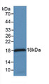 Western Blot;Sample: Recombinant MCP1, Rabbit.