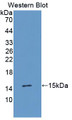 Western Blot; Sample: Recombinant protein.