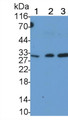 Western Blot; Sample: Recombinant TRAIL, Human.