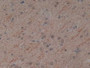 DAB staining on IHC-P;Samples:Human Brain Tissue)