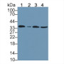 Western Blot; Sample: Lane1: Human Placenta lysate; Lane2: Human 293T cell lysate; Lane3: Human Hela cell lysate; Lane4: Human HepG2 cell lysate; Primary Ab: 2µg/mL Mouse Anti-Human ANXA5 Antibody; Second Ab: 0.2µg/mL HRP-Linked Caprine Anti-Mouse IgG Polyclonal Antibody;