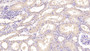 DAB staining on IHC-P; Samples: Human Kidney Tissue; Primary Ab: 40µg/ml Mouse Anti-Human ANXA5 Antibody Second Ab: 2µg/mL HRP-Linked Caprine Anti-Mouse IgG Polyclonal Antibody