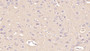 DAB staining on IHC-P; Samples: Human Cerebrum Tissue; Primary Ab: 40µg/ml Mouse Anti-Human ANXA5 Antibody Second Ab: 2µg/mL HRP-Linked Caprine Anti-Mouse IgG Polyclonal Antibody