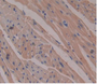 DAB staining on IHC-P Samples:Mouse Heart Tissue)