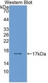 Western Blot;Sample: Recombinant RBP2, Human.