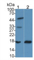 Western Blot; Sample: Lane1: Mouse Small intestine lysate; Lane2: Rat Small intestine lysate; Primary Ab: 2μg/ml Mouse Anti-Human RBP2 Antibody; Second Ab: 0.2µg/mL HRP-Linked Caprine Anti-Mouse IgG Polyclonal Antibody;