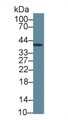 Western Blot; Sample: Rat Cerebrum lysate; Primary Ab: 5µg/ml Mouse Anti-Human INHA Antibody Second Ab: 0.2µg/mL HRP-Linked Caprine Anti-Mouse IgG Polyclonal Antibody