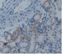 Figure. DAB staining on IHC-P; Samples: Rat Kidney Tissue.