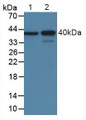 Western Blot; Sample: Lane1: Rat Brain Tissue; Lane2: Porcine Brain Tissue.