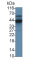 Western Blot; Sample: Recombinant MBP, Human.